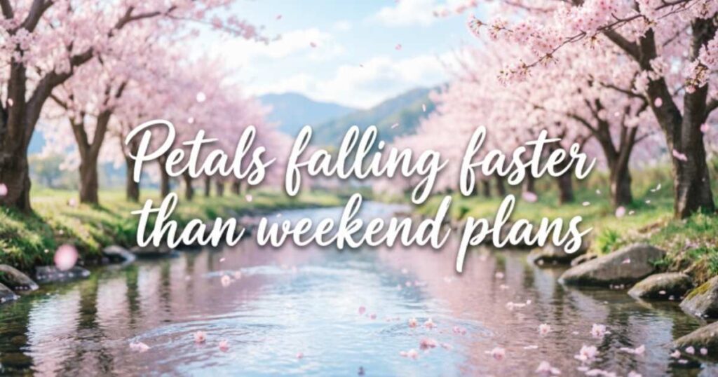 FUNNY CHERRY BLOSSOM QUOTES